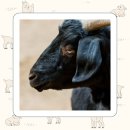 논산가야자연흑염소농장 | 임신초기 선물 흑염소즙 선물 추천 흑염소액기스 후기