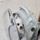 미용특공대 이미지