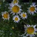 양지어린이집 이미지