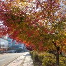 온수도시자연공원(지양산 둘레길) | [짬짬이 : 수원팔색길] 6차 출정ᆢ251122ᆢ사색길 여우길 완주