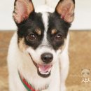 율하우리동물약국 이미지