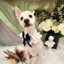 단델리온 견살롱 이미지