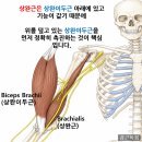 팔꿈치와 어깨 통증의 진짜 범인! 상완근(Brachialis) 트리거 포인트(Trigger Point) 완벽 촉진법 이미지