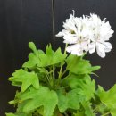 스텔라티스 이미지