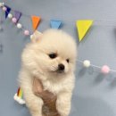순광켄넬 이미지