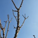 김해김씨 열녀비 이미지