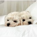 마마스미독 강아지분양 대전점 이미지