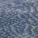 란사로테 이미지