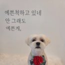 황실 애견미용 살롱 이미지