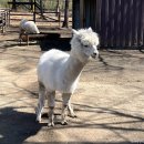 평화목장 | 나스 하이랜드 린도코 패밀리 목장 입장료 및 알파카 체험 후기