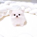 비비퍼피 강아지분양 일산점 이미지