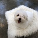 미스터멍 이미지