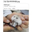 햄스터 그냥 전손처리 하라는 사람들.jpg 이미지