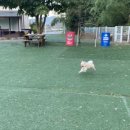 웰컴독 애견펜션 이미지