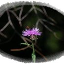 명성렌트카 이미지