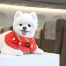 수송반려동물병원 이미지