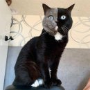 고양이날다 이미지