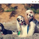 곰섬 바다 펜션 이미지