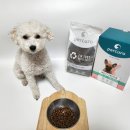 더나은펫 이미지