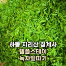 스테이여린 | 경남 하동 지리산 청계사 템플스테이 녹차잎따기