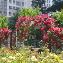 금강수변공원 숲바람장미원 이미지