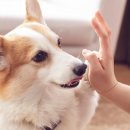 서울애견 이미지