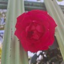 가수네태양광발전소 이미지