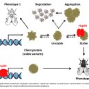 Re:Re: Gene expression regulation by heat-shock proteins: the cardinal roles of HSF1 and Hsp90 이미지