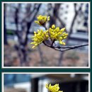 동대문구청앞 용두공원에서 산수유 2025.3.20.(1) 이미지