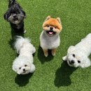 위드온 반려견 교육센터 | [일산애견유치원] 위드온애견유치원 다정한 돌봄과 전문적인 교육이 함께하는 공간