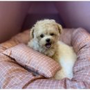 도그마루 천안지점 이미지