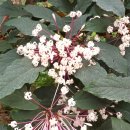 부천호수식물원 수피아 이미지