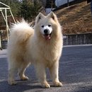 육천사