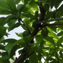 애자농장 이미지