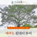 원에어투어 | 운전 걱정 없이 자유롭게 즐기는 제주도 원데이 투어 후기!