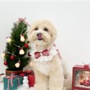 위즈퍼피(WIZ PUPPY) | 마곡말티푸미용ㅣ마곡나루말티푸미용ㅣ마곡애견미용ㅣ발산애견미용ㅣ가양애견미용ㅣ신방화애견미용ㅣ...