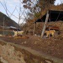 풍산농장 이미지