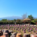 노랑제주 이미지