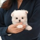 광주강아지분양 고양이분양 미유펫 본점 | 광주강아지무료분양 미유펫 편안한 절차