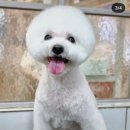 달이네 애견미용실 이미지