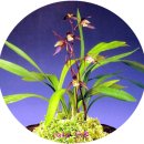 죽백3로 이미지