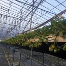 승리농장 이미지