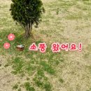 돌봐줄개 네이버블로그