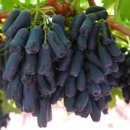 사파이어 이미지