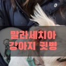 서서울동물병원 네이버블로그