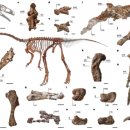 (주)네이쳐사이언스 | 바람처럼 달린 1.5m 공룡…&#39;거대 긴 목 공룡&#39;의 첫 조상이었을까