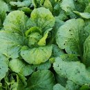 평팔농장 이미지