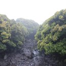 제주 도순리 녹나무 자생지 이미지