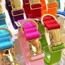 포리애견 이미지