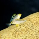 패밀리 아쿠아 이미지